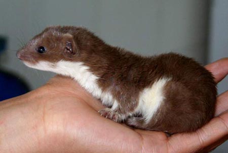 家猫与黄鼠狼情深